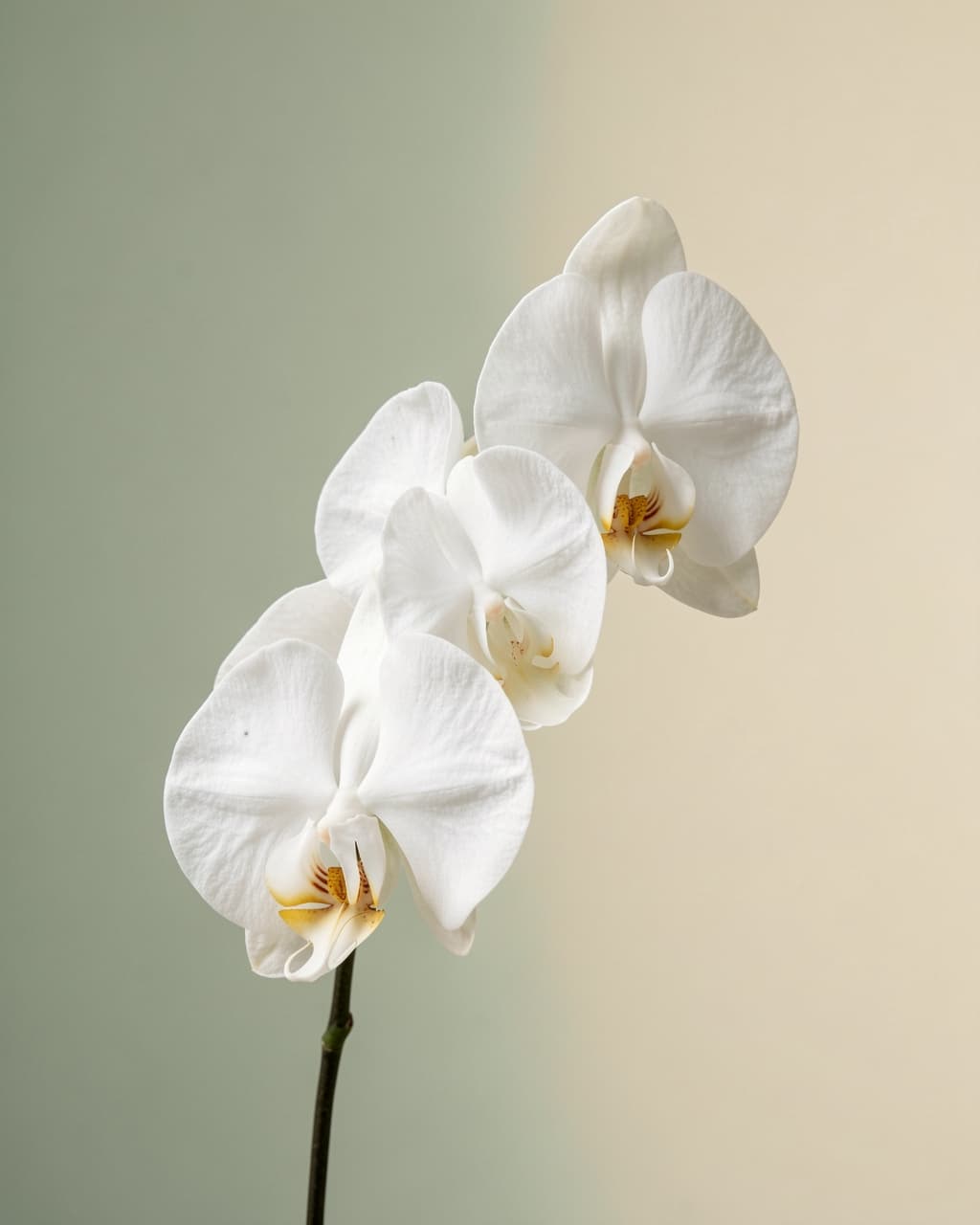 A white orchid stem against a soft sage background